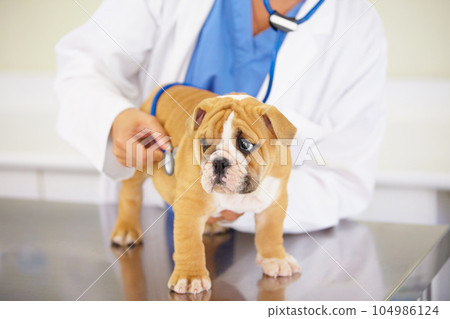 Heart beat, hands of nurse or dog at veterinary clinic for animal healthcare checkup consultation. Inspection, doctor or sick bulldog pet or rescue puppy getting examination or medical test for help Heart beat, hands of nurse or dog at veterinary clinic for animal healthcare checkup consultation. Inspection, doctor or sick bulldog pet or rescue puppy getting examination or medical test for help 104986124