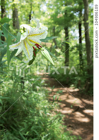 The flower of the Japanese lily blooms elegantly with a delicate fragrance. 104986189