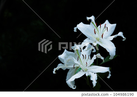 The flower of the Japanese lily blooms elegantly with a delicate fragrance. 104986190