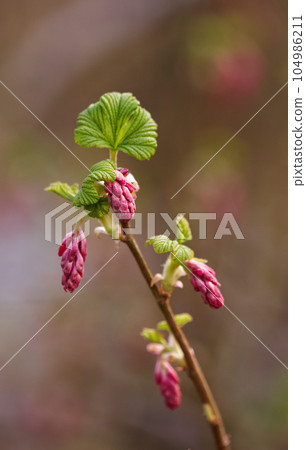 Nature, pink and closeup of flower for natural beauty, spring mockup and blossom. Countryside, plants background and blood currant branch for environment, ecosystem and flora growing in meadow Nature, pink and closeup of flower for natural beauty, spring mockup and blossom. Countryside, plants background and blood currant branch for environment, ecosystem and flora growing in meadow 104986211
