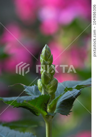 Nature, grass and closeup of flower in field for natural beauty, spring mockup and blossom. Countryside, plant background and zoom of bud for environment, ecosystem and flora growing in meadow 104986306