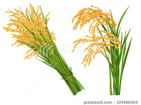 Golden rice ears and bundles Autumn harvest Golden rice ears and bundles Autumn harvest 104986809