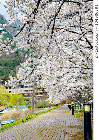 Spring Kawaguchiko Sakura Festival in cloudy weather Yoshino cherry trees in full bloom lining the lakeside 104986891