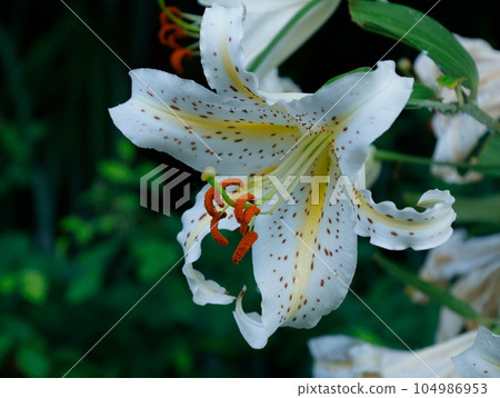 Japanese lily flower blooming in the summer shade Japanese lily flower blooming in the summer shade 104986953