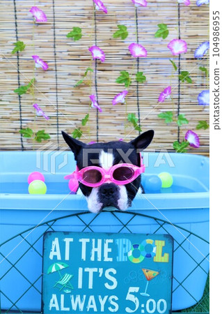 Mighty, a Boston terrier wearing goggles in a cute pool ♡ Mighty, a Boston terrier wearing goggles in a cute pool ♡ 104986955