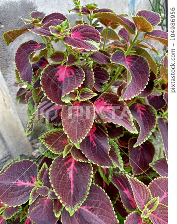 Close up of coleus plant Close up of coleus plant 104986956