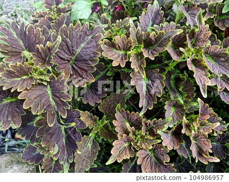 Close up of coleus plant  104986957