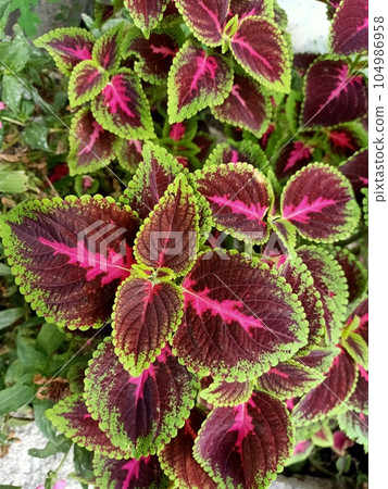 Close up of coleus plant Close up of coleus plant 104986958