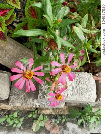 Close up of zinnia plant  104987030