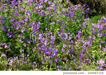 Murasaki Hanana in full bloom [March, Tsukui, Sagamihara City] 104987158