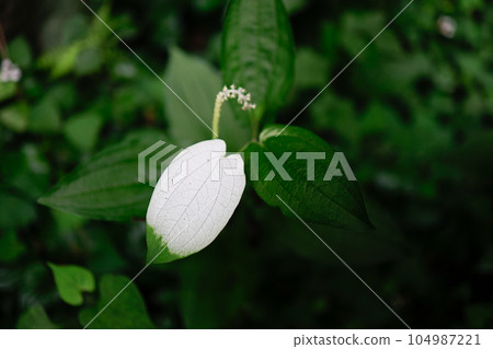 half summer 1 half summer 1 104987221