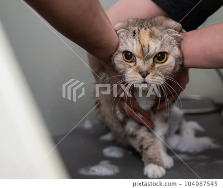 Woman shampooing a tabby gray cat in a grooming salon.  104987545