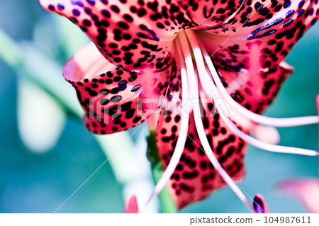 tiger lily flowers and weeds tiger lily flowers and weeds 104987611