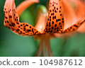 tiger lily flowers and weeds 104987612