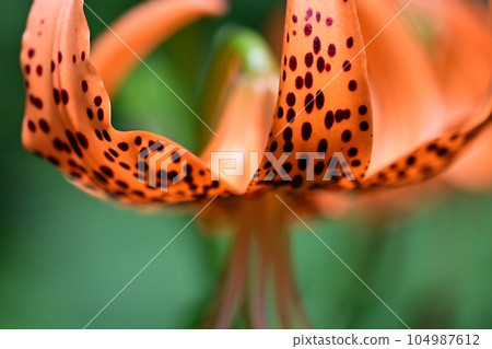 tiger lily flowers and weeds tiger lily flowers and weeds 104987612