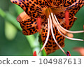 tiger lily flowers and weeds 104987613