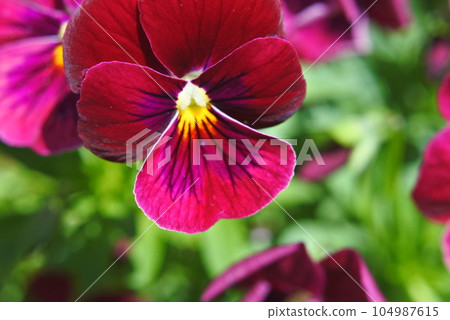 tiger lily flowers and weeds tiger lily flowers and weeds 104987615