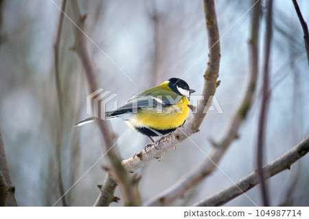Yellow wild tit bird perching on tree branch on cold winter day 104987714