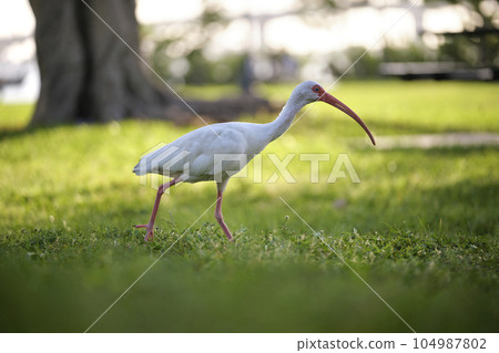 White ibis wild bird, also known as great egret or heron walking on grass in town park in summer 104987802