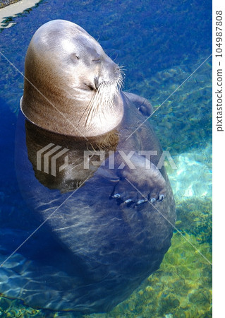 髯海豹(小樽水族館) 髯海豹(小樽水族館) 104987808