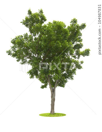The Tree isolated on white background, Save Clipping Path. Tropical tree isolated. 104987831