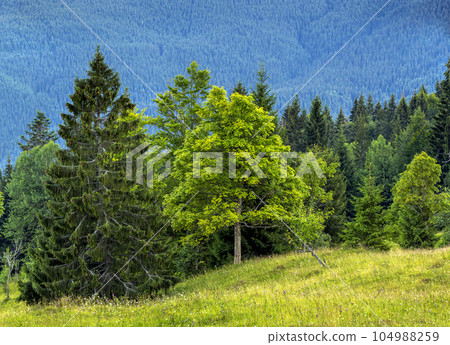 Picture of beautiful green forest and blue mountains. Carpathian mountains at evening 104988259