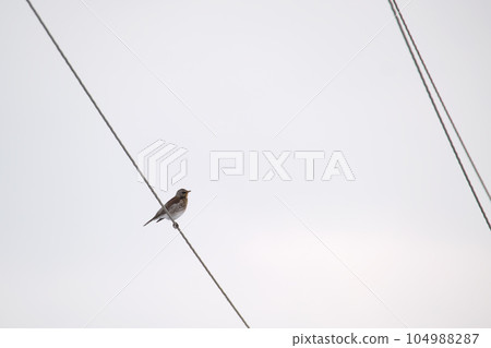 One small wild bird perching lonely on electrical power line wire One small wild bird perching lonely on electrical power line wire 104988287