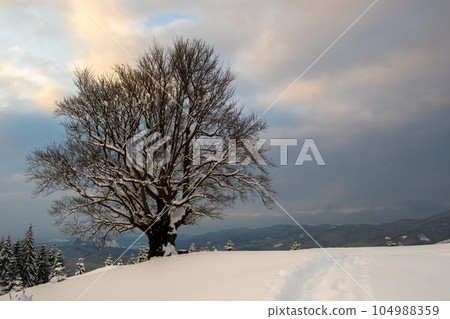 Moody winter landscape with dark bare tree on covered with fresh fallen snow field in wintry mountains on cold gloomy day. Moody winter landscape with dark bare tree on covered with fresh fallen snow field in wintry mountains on cold gloomy day. 104988359