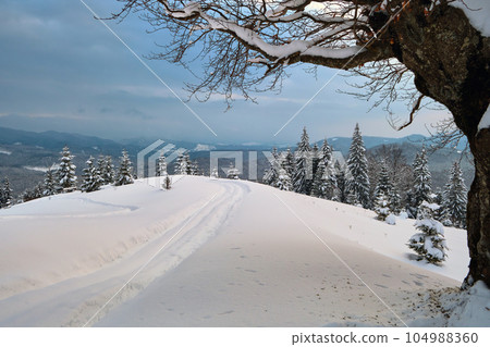 Moody landscape with footpath tracks and dark trees covered with fresh fallen snow in winter mountain forest on cold gloomy day. Moody landscape with footpath tracks and dark trees covered with fresh fallen snow in winter mountain forest on cold gloomy day. 104988360