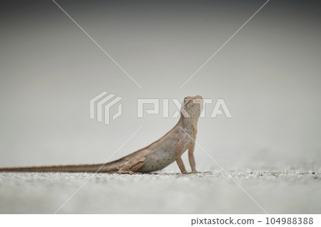 Macro closeup of blown alone lizard warming on summer sun. Anolis sagrei small reptile in native to Florida USA Macro closeup of blown alone lizard warming on summer sun. Anolis sagrei small reptile in native to Florida USA 104988388