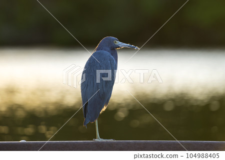 Little blue heron bird perching near lake water in Florida wetland Little blue heron bird perching near lake water in Florida wetland 104988405