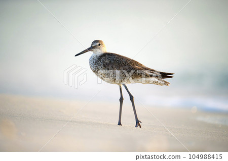Large-Billed Dowitcher wild sea bird looking for food on seaside in summer 104988415