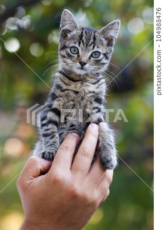 Human hands holding pretty little kitten 104988476