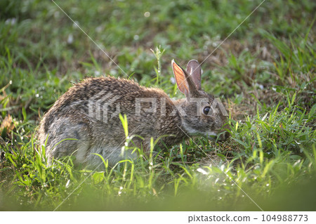 Grey small hare eating grass on summer field. Wild rabbit in nature 104988773