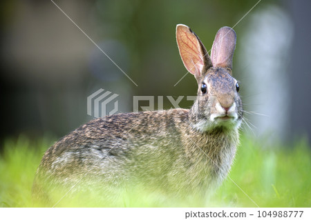 Grey small hare eating grass on summer field. Wild rabbit in nature 104988777