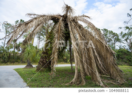 Dry dead palm tree on Florida home backyard 104988811