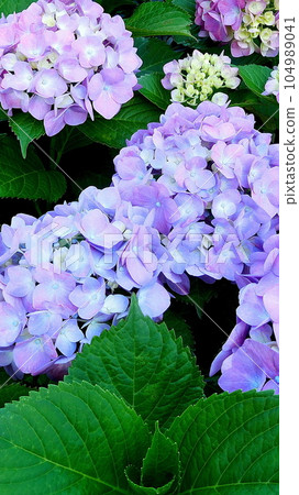 Hydrangea smartphone wallpaper beautiful pastel colors Hydrangea smartphone wallpaper beautiful pastel colors 104989041