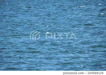 Closeup seascape surface of blue sea water with small ripple waves 104989126