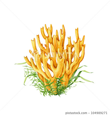 Coral mushroom with greens vintage style image. Watercolor illustration. Hand drawn Ramaria flava fungus element. Edible tasty forest mushroom with moss and grass. Isolated on white background Coral mushroom with greens vintage style image. Watercolor illustration. Hand drawn Ramaria flava fungus element. Edible tasty forest mushroom with moss and grass. Isolated on white background 104989271