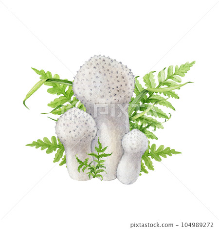 Puffball mushroom group with fern and green grass. Watercolor illustration. Common puffball forest mushroom group with greens. Isolated on white background. Edible tasty delicious fungi natural image 104989272