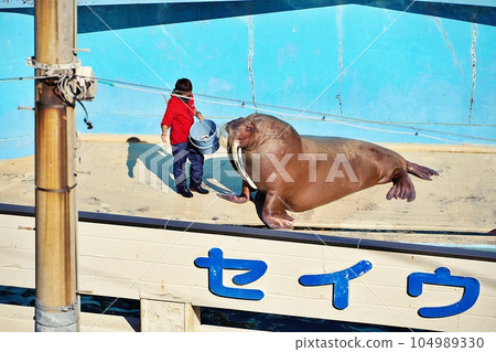 小樽水族館海象餵食的風景 小樽水族館海象餵食的風景 104989330