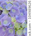 Hydrangea in full bloom 104989626