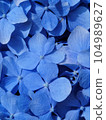 Up blue hydrangea 104989627