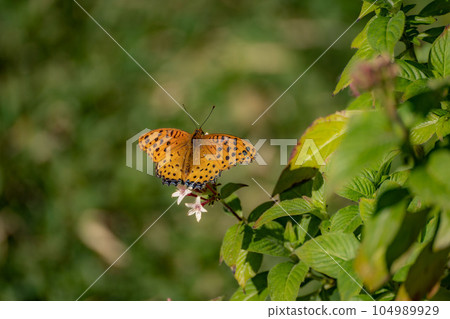 Tsuna爪子挫傷吸花蜜 104989929