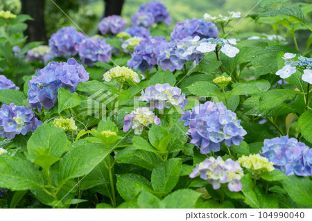 繡球花 繡球花 104990040