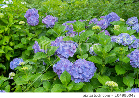 繡球花 104990042