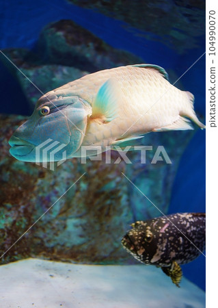 眼鏡麻（（拿破崙魚） 104990070