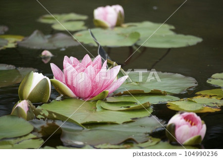 Water lily Water lily 104990236