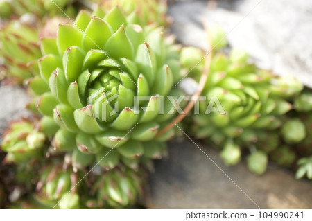 多汁植物 104990241