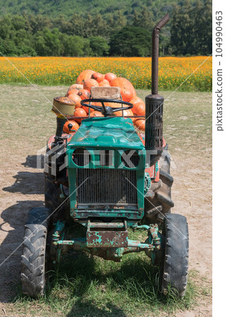 Many pumpkins on old tractor at farm Many pumpkins on old tractor at farm 104990463